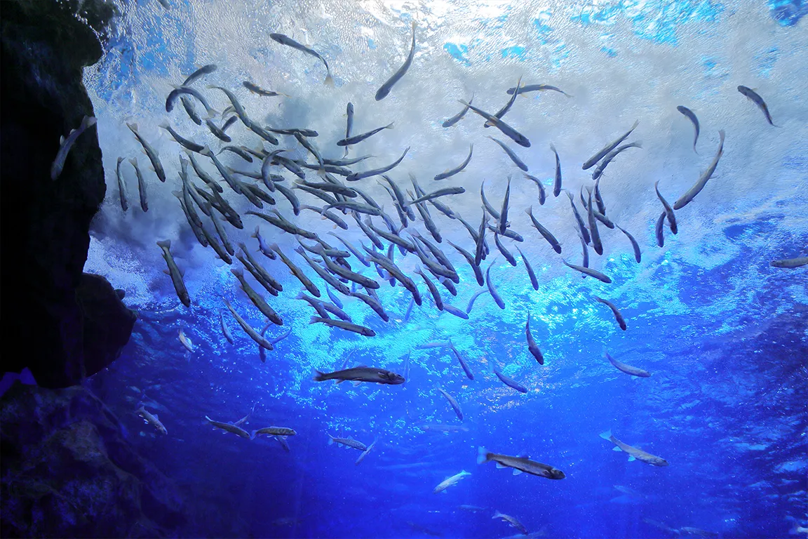 北の大地の水族館